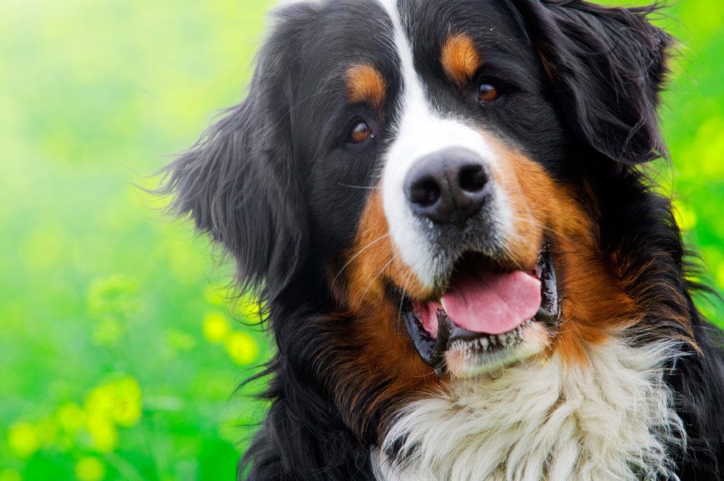 A happy Bernese mountain dog with a big grin after a groom